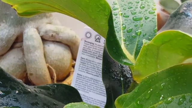 Τι τρέχει με τη Medinilla?🤔