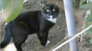 Знакомство с дачным котом.