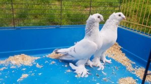 Такла, Takla, голуби, старая коллекция галереи