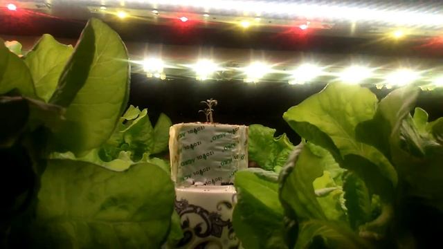 салатная грядка на кухне.