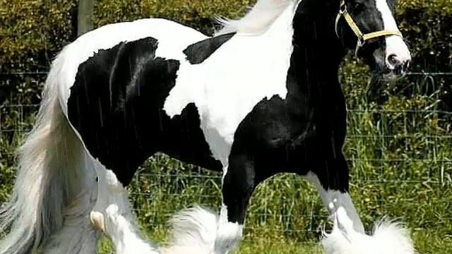 LOSHADI смотреть онлайн
