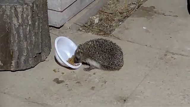 Ёжики часто приходят к дому смотреть онлайн