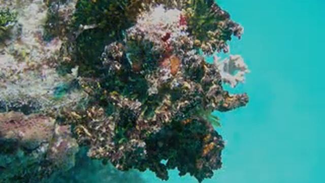 189 Duik Jardines Mexico 207 смотреть онлайн