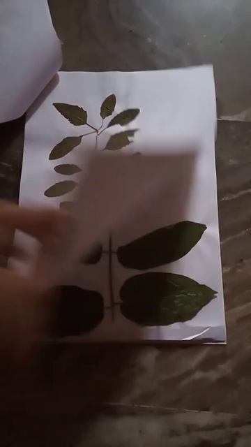 My hebarium смотреть онлайн
