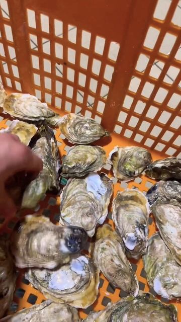 Shock Giant Oyster 🦪🦪🦪Устрица гигантская ! #shortvideo #seafood #russia #food #oyster