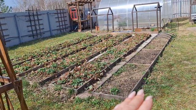 #34 Обзор огородной зоны. Приехала рыжая подружка.  Спасли птичку