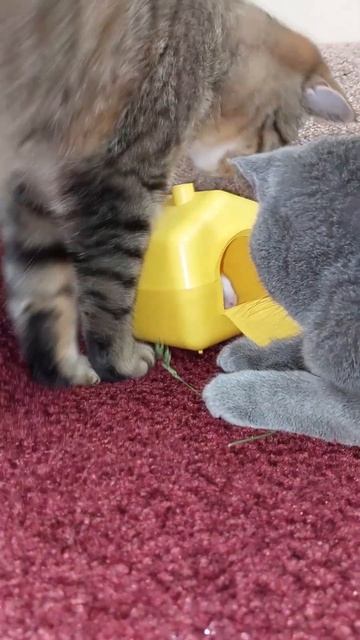 Дружат с рождения.Хомячок и смешные кошки.Friends from birth. Hamster and funny cats. смотреть онлайн
