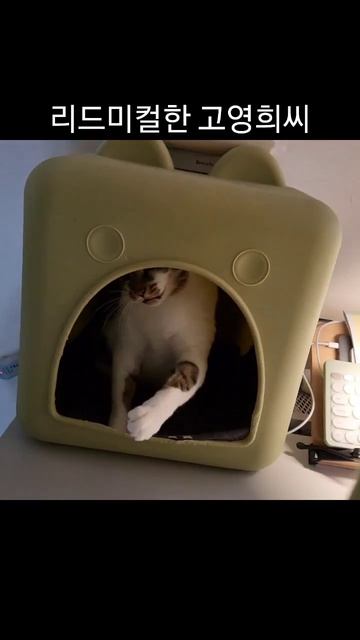 잽 쨉 쨉 원 투 원 투 쨉 고양이 смотреть онлайн