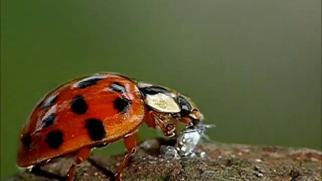 Asiatischer Marienkäfer (Harmonia axyridis) beim vertilgen einer Blattlaus смотреть онлайн