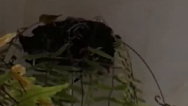 Passarinho 🐦💜😍fez Um Ninho Na Samambaia, Filhotes Um Amorzinho,Birds Garden