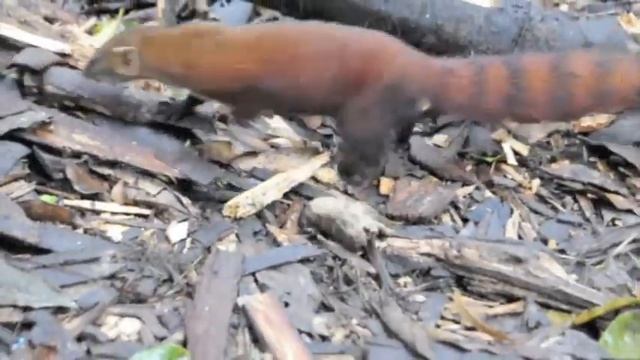 Ring Tail Mongoose, And Good Ol' Taxi Brousse. смотреть онлайн