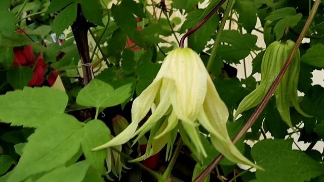 Клематиси: Блу Сюрпрайз, Пінк Сюрпрайз, Віолет Сюрпрайз, Пурпле Сюрпрайз, Джени Лемон Дрім