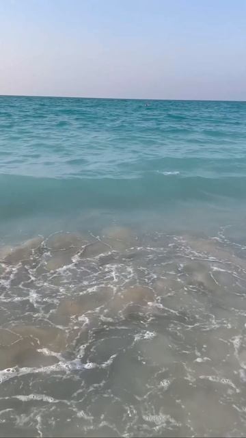Акулы в персидском заливе 🦈 #персидскийзалив #dubai #travel #дубай смотреть онлайн