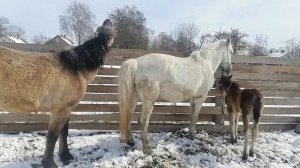 кобыла ещё не покрылась, жеребец на готове