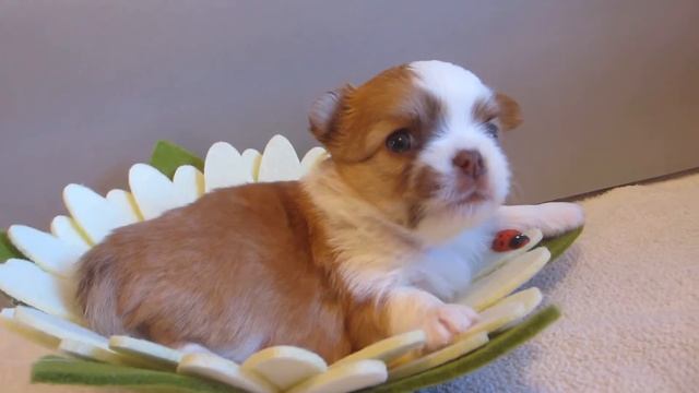 Мальчик чихуахуа дл/ш смотреть онлайн