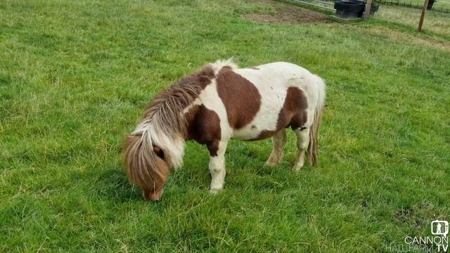 Jon Bon Pony and Pony Hadley - Cannon Hall Farm смотреть онлайн