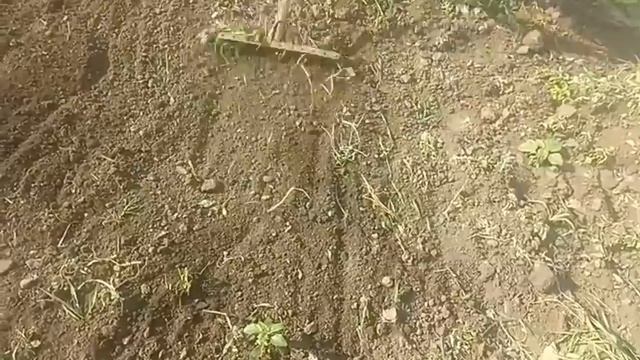 🔥как посадить помидоры без лопаты🍅 смотреть онлайн