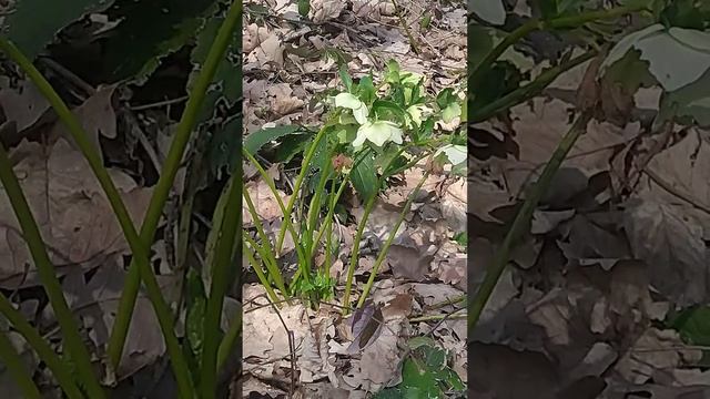 Лес под Майкопом. распустились пионы горные