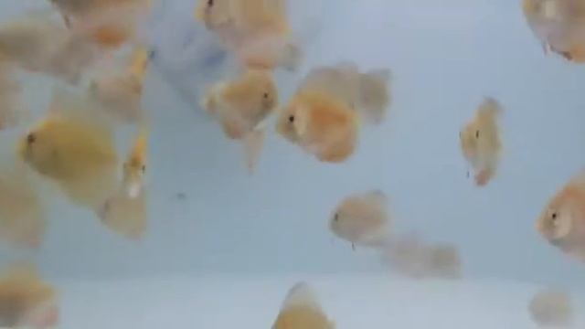 Blue rim red cover discus fish babies growing well смотреть онлайн
