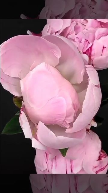 Пионы это самые прекрасные Цветы 😍 смотреть онлайн