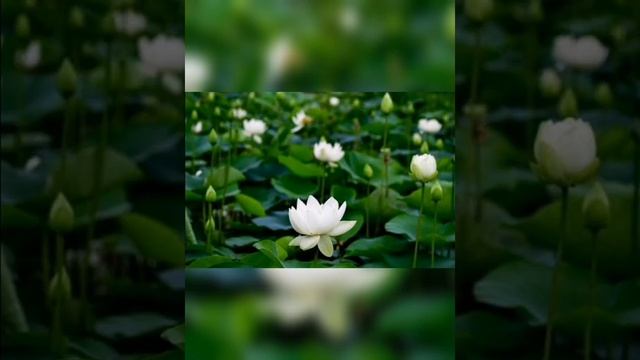 Mantra Ra Ma Da Sa Sa Say So Hung Нейтральный ум и целение Сердца Snatam Kaur 1 смотреть онлайн