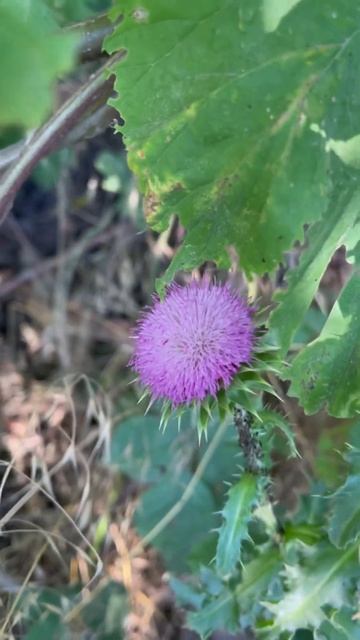 Beautiful Thistle #relax_music #relax #nature #thistle