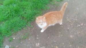 Рыжая кошечка на прогулке