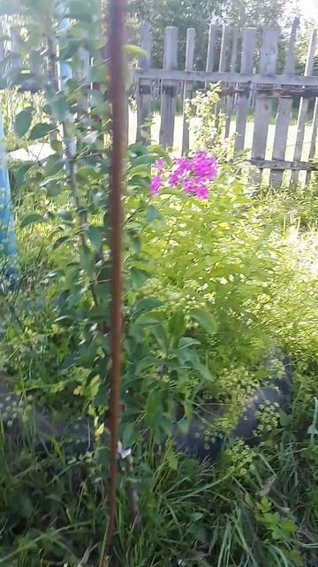 САЖЕНЦЫ из магазина СВЕТОФОР! ПРОВЕРКА! смотреть онлайн