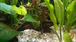 Juwel Rio 125 Day 1 [1080p]