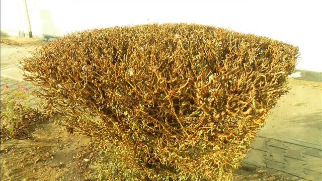 HOW TO CONTROL PARASITIC WEEDS TO SHRUBS & TREES ... SEE THE RESULTS