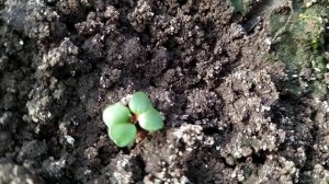 Первые всходы редиса/ Как вырастить редиску в теплице