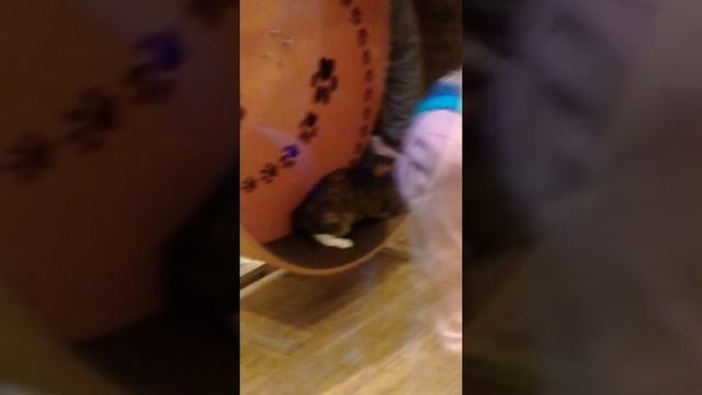 Театр кошек Куклачёва