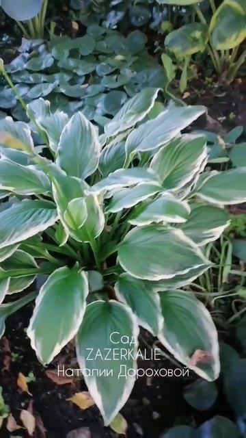Хоста So Sweet