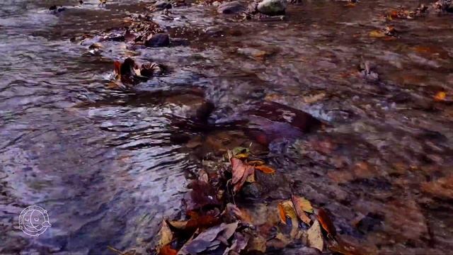 Autumn Jungle River and Birds Sounds for The Best Night Sleep 😴💤 смотреть онлайн