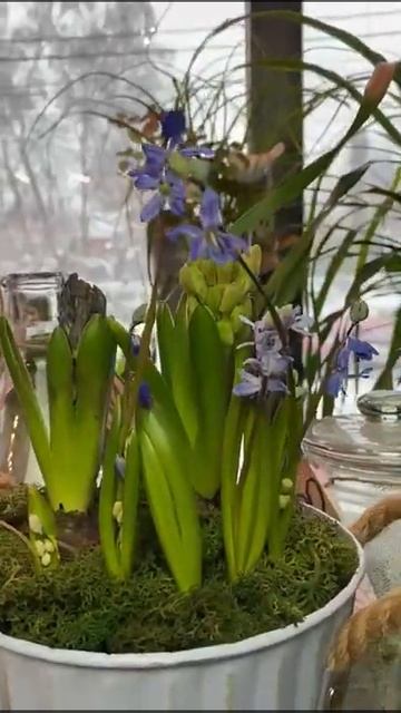 Подснежники #подснежники #минисад смотреть онлайн