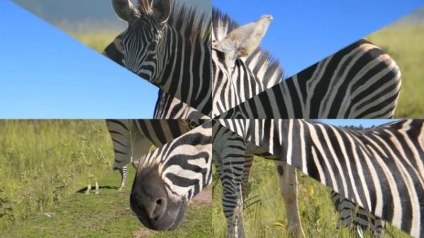 Звук зебри, іржання зебри, крик зебри | Sound zebra, zebra neighing, scream zebra