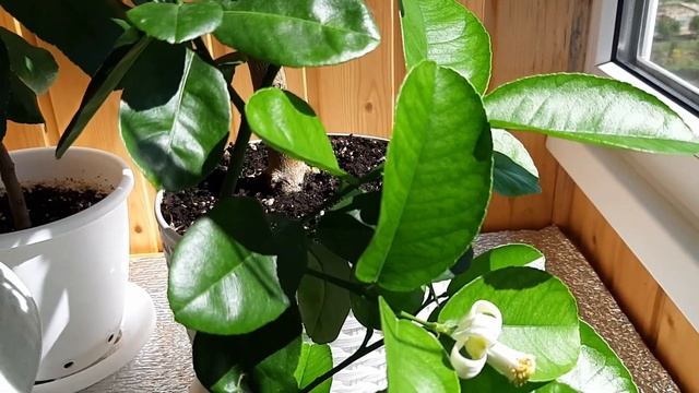 М и Ж в цитрусовых