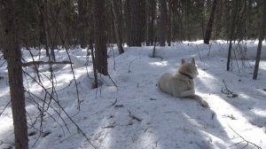 С другом детства в тайге в его зимовье. Трещим общаемся. Якутия.