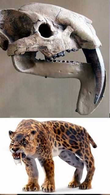 факты. факты про тигров.#факт