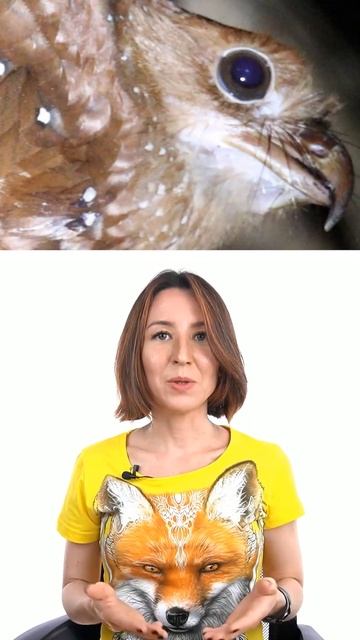Гуахаро — птица, которая думает, что она летучая мышь смотреть онлайн