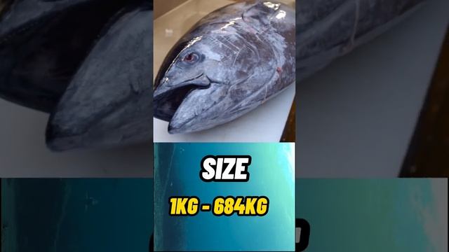 The Giant Tuna смотреть онлайн