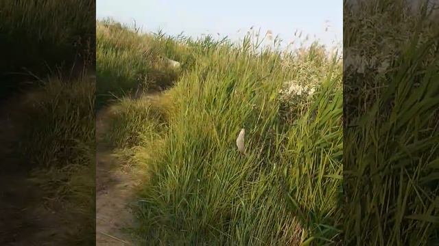 ловим сазанов налки замечательное место. чехонь таранка караси сазаны уклейка подлещики окуньки. смотреть онлайн