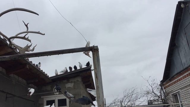 #Pigeons.Дослушайте ролик до конца и сделайте правильный выбор! смотреть онлайн