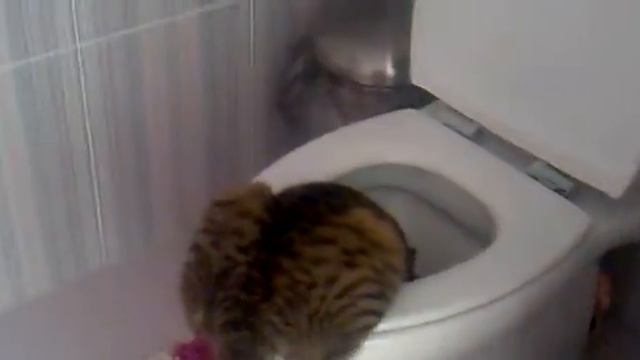 кот пьет из унитаза смотреть онлайн