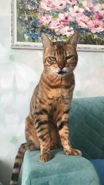 Корова даёт молоко 😁 анекдот от кожаного. смотреть онлайн