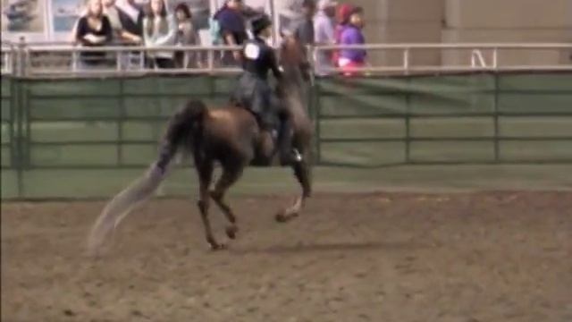Adams, Savannah - Student-Athlete Video - Equestrian смотреть онлайн