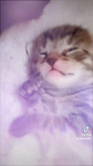 Котенок машет лапкой зрителям!  Всем привет от котенка!