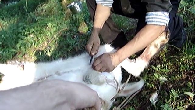 зарезать козла. и снять шкуру смотреть онлайн