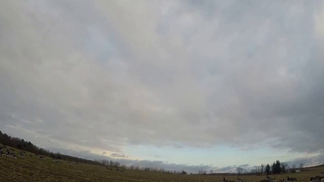 Cover Crop / Canada Goose Hunt смотреть онлайн