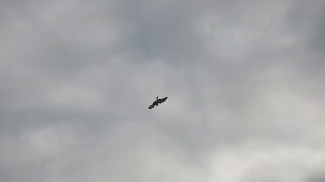 Воздушный бой птиц в городе смотреть онлайн